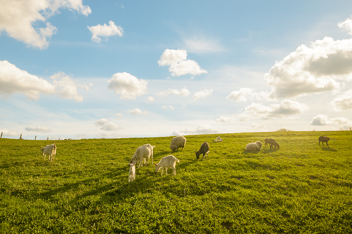 Transgenic Animal Stories