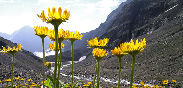 Anti-Inflammatory Relief with Homeopathy