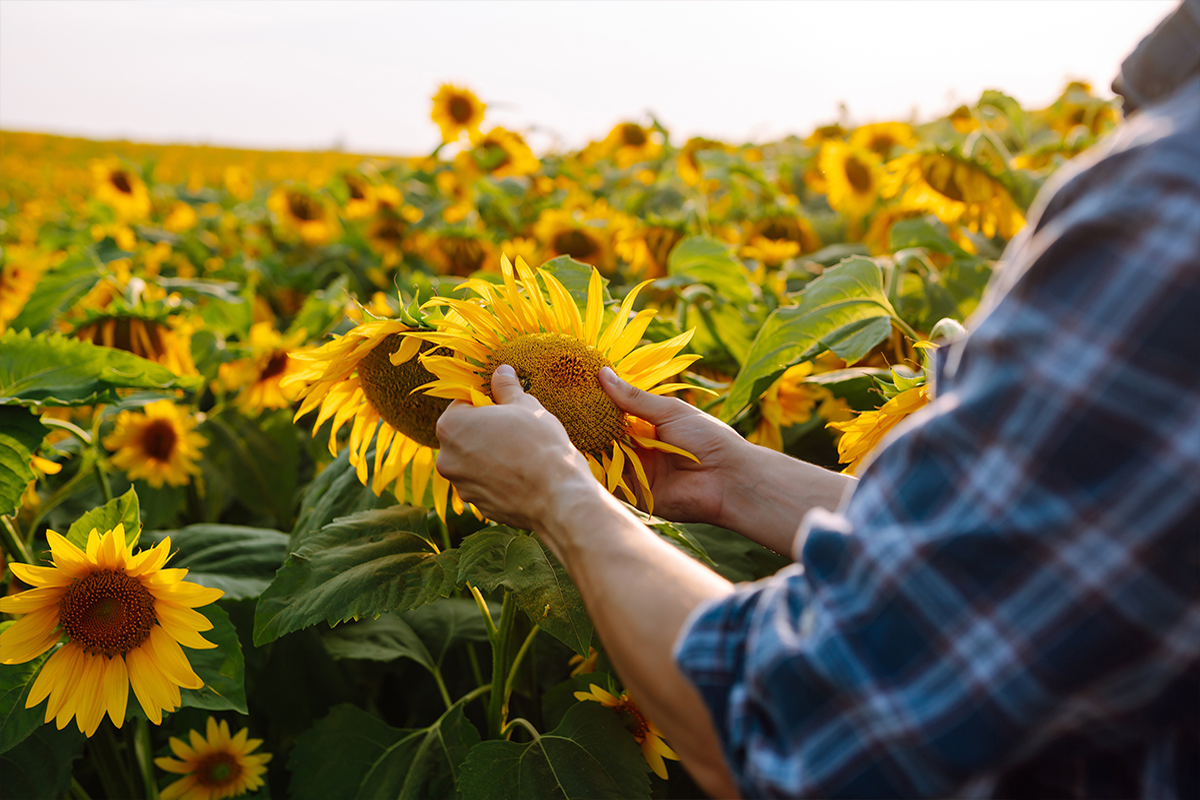 Sunflower Salad