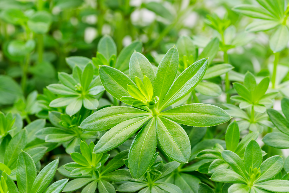 Sweet Woodruff