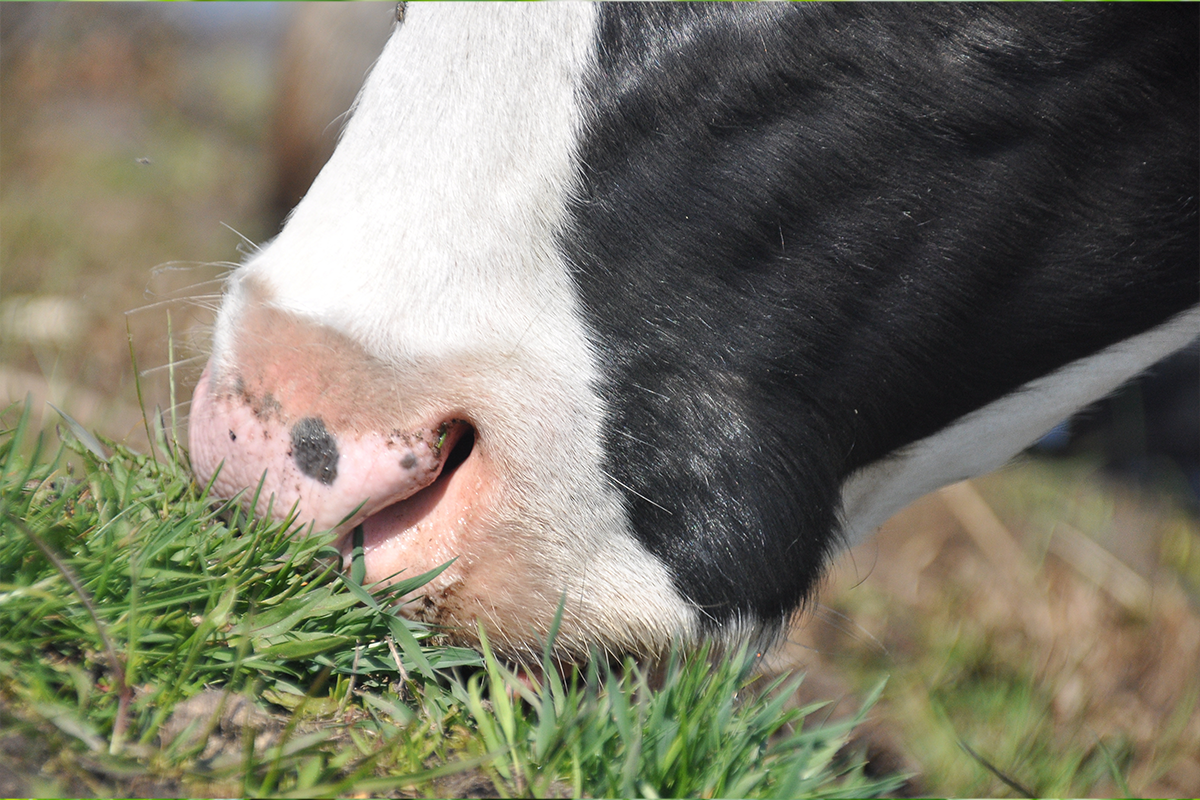 Swiss Ban Animal Meal Feed