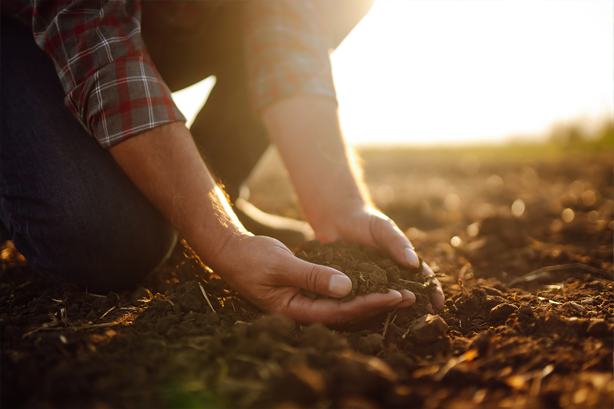 The Hand That Holds The Seed Controls The Food Supply