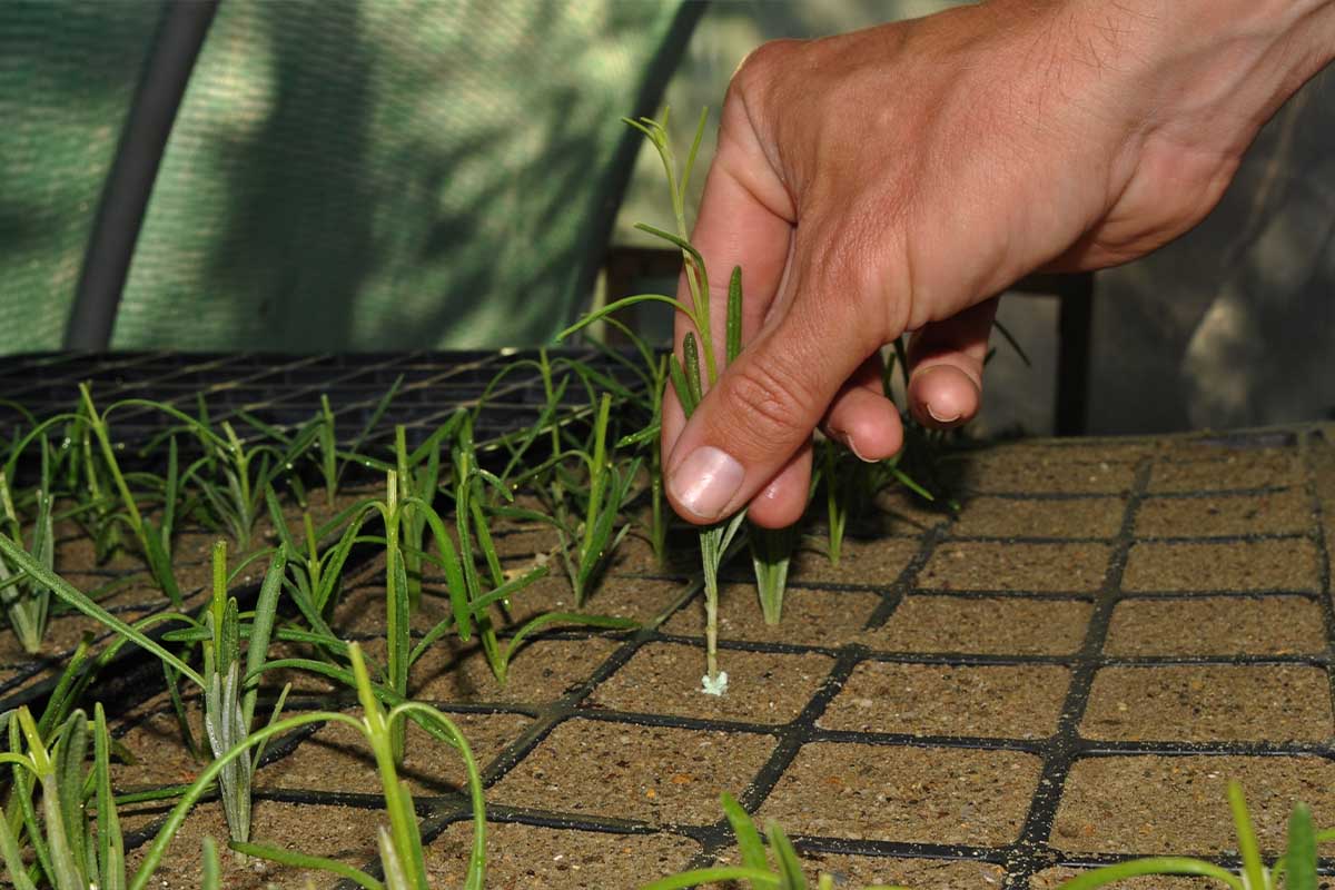 Unravelling the Mystery of Natural Hormones