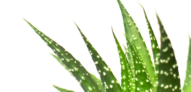 Natural Digestive Aids