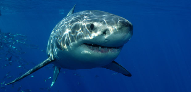 Wildlife Wednesday: Great White Shark