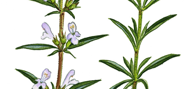 Essential Oil of the Month