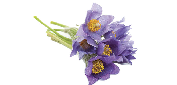 Homeopathy Deciphered