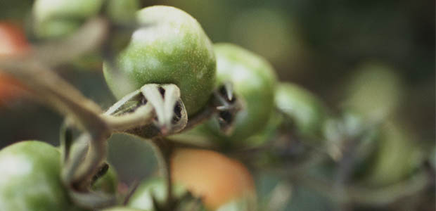 Reporting On Pesticides