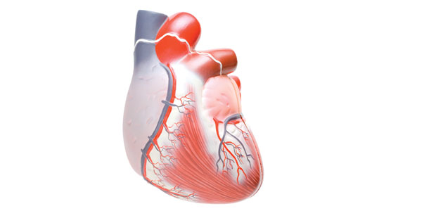 Curing an Inflamed Heart
