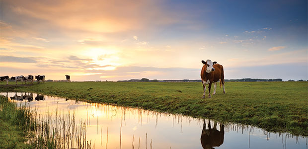 Grass-Fed vs Grain-Fed Meat