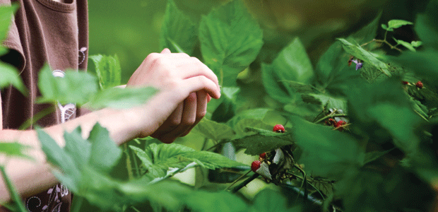 Superfruits to the Rescue