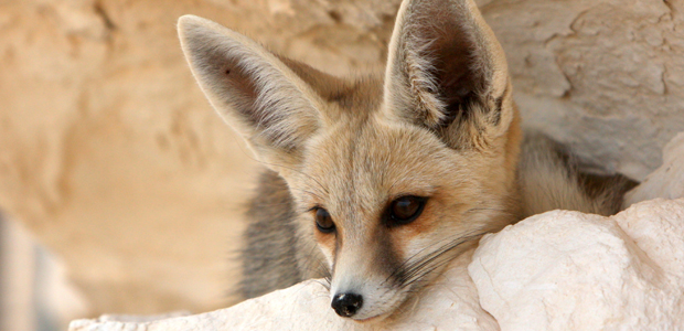 Wildlife Wednesday: Fennec Fox