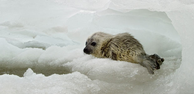 Wildlife Wednesday: Ringed Seal