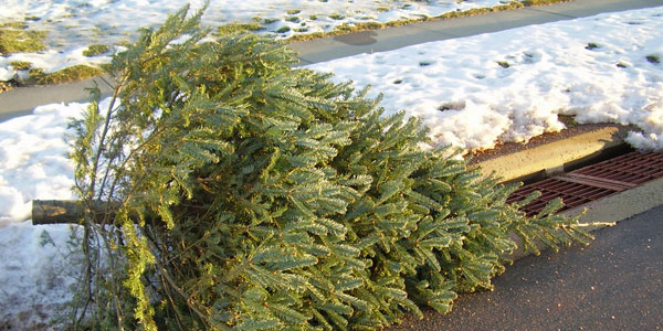 Recycle Your Christmas Tree