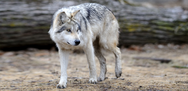 Wildlife Wednesday: Grey Wolf
