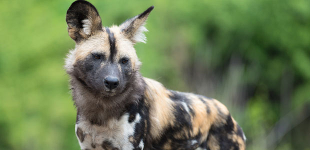 Wildlife Wednesday: African Wild Dog