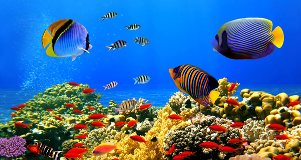 Another Consequence of Carbon Dioxide in the Oceans: Sick Fish