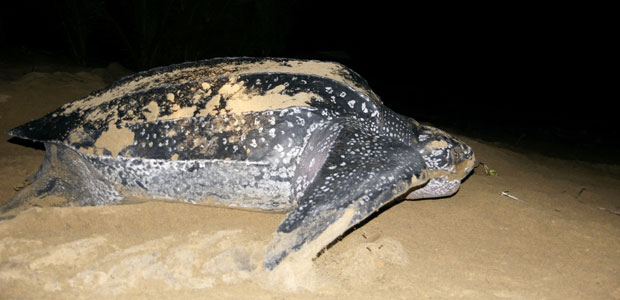 Wildlife Wednesday: Leatherback Sea Turtles
