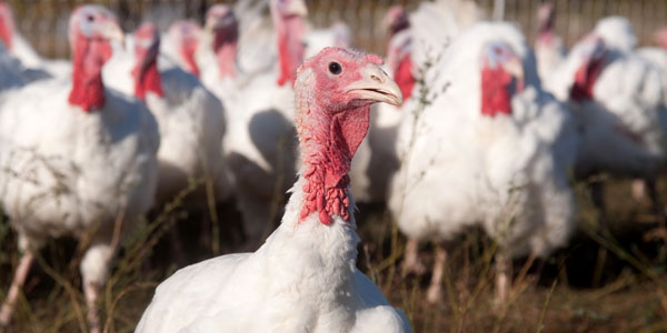 Would you like some antibiotics with your turkey?