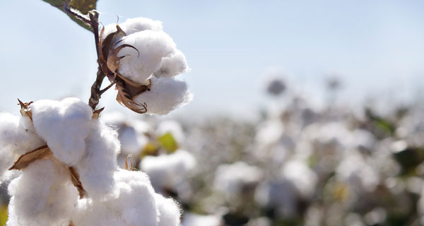Would You Choose Sustainable Cotton Clothing?