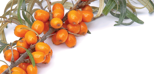 The Other Side of Seabuckthorn