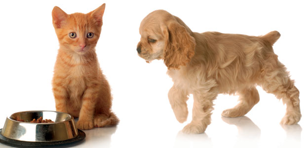 Be My Furry Valentine