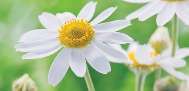 Aromatherapy for Seasonal Allergies