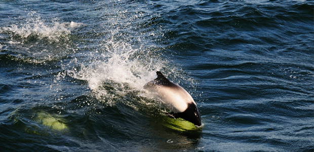 Wildlife Wednesday: Commerson’s Dolphin