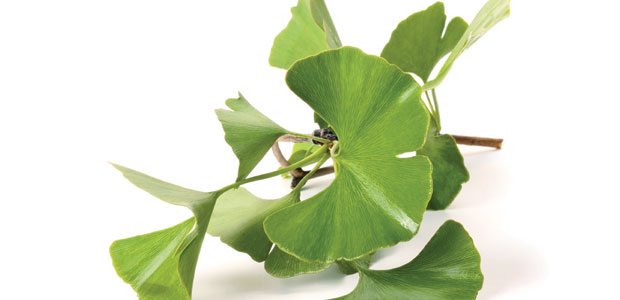 Longevity and Memory