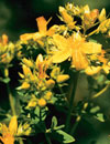 St. John’s Wort