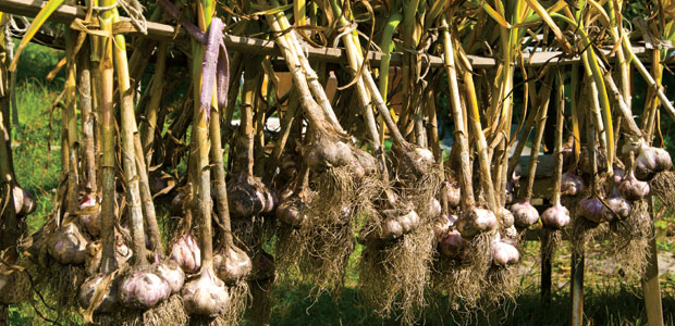 Grow Your Own Garlic