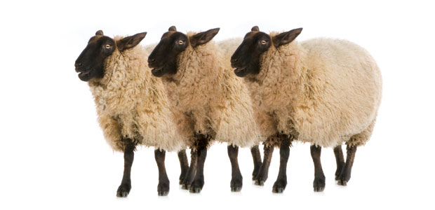 The Barnyard Besieged