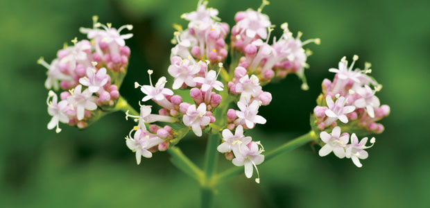 Herbs, Supplements, and Prescription Drugs