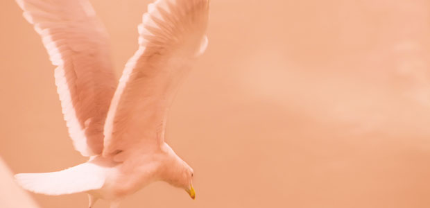 The Sounds of Silence