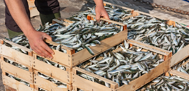Why You Should Adopt Sardines into Your Diet