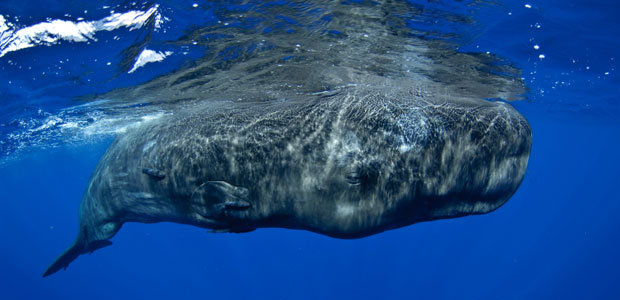 Wildlife Wednesday: Sperm Whale
