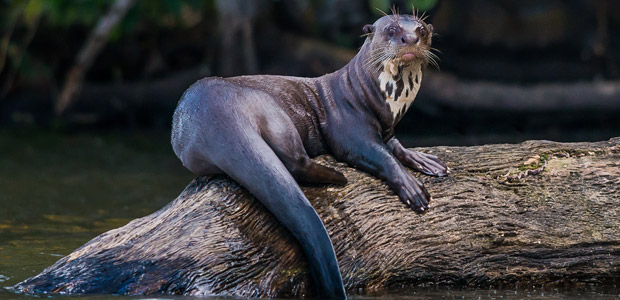 Wildlife Wednesday: Giant Otter