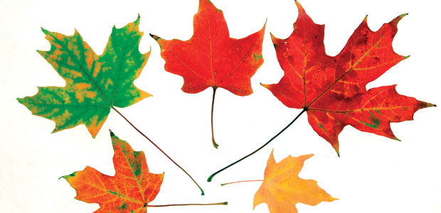 Healthy Differences of Opinion