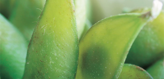 The Cholesterol Story