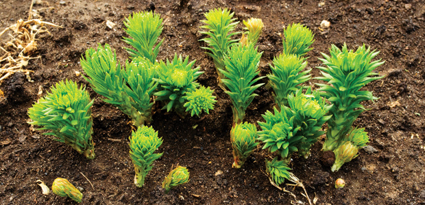 Botanicals to Battle Stress