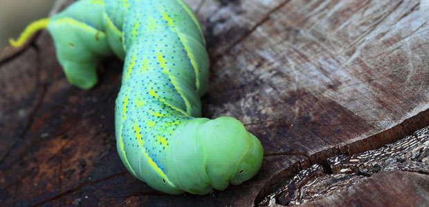 Without Insects Plants Lose to Natural Selection