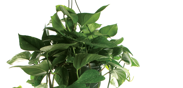 Mother Nature’s Air Filters