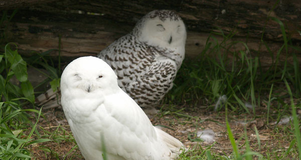 It’s Snowing Owls!