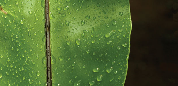 Regulating Homeopathy