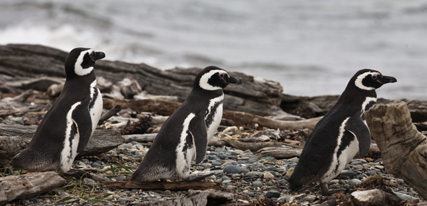 Wildlife Wednesday: Magellanic Penguins