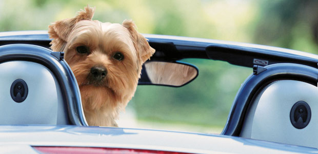 Have Puppy, Will Travel