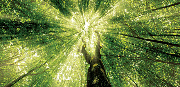 What’s Killing Old Trees?