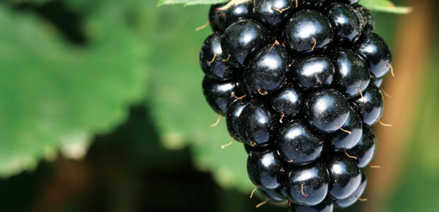 Longevity-Promoting Foods