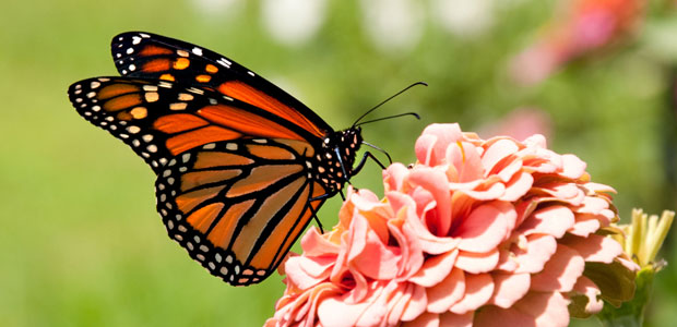 Wildlife Wednesday: Monarch Butterfly