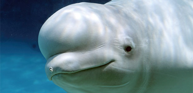 Celebrating  World Oceans Day – with Belugas
